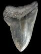 Bargain, Megalodon Tooth - South Carolina #44547-1